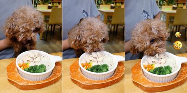 森林小徑文心店對寵物超友善